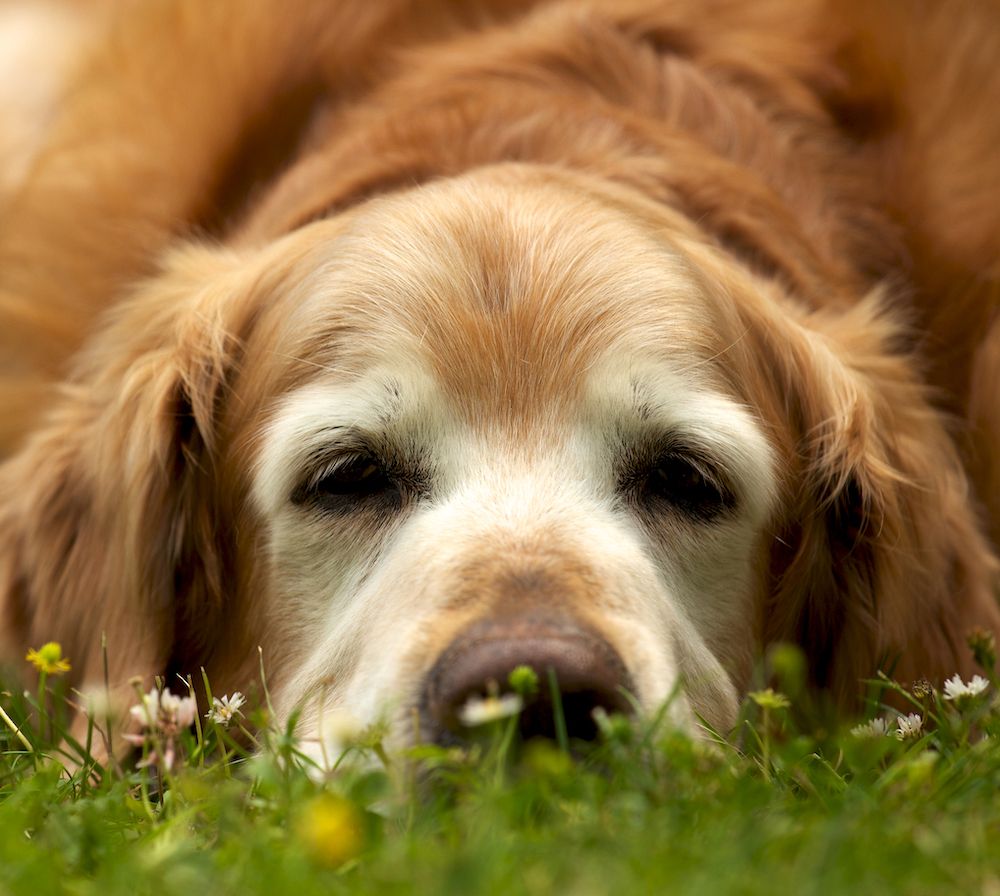 Let’s Hear It for the Old Dogs